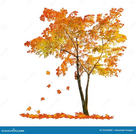Red Autumn Maple Tree With Falling Leaves Stock Photo Image 33333080