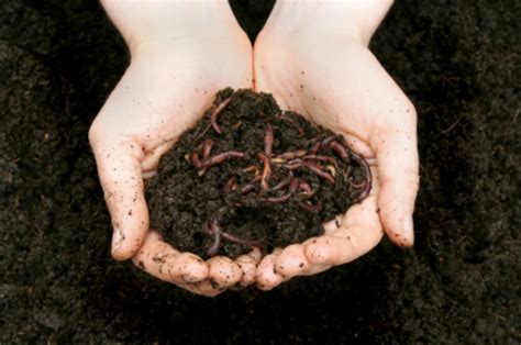 Facts About Vermicomposting