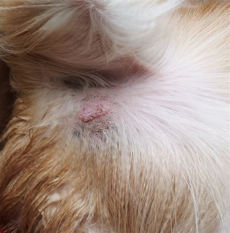 Mast Cell Tumor In Dogs Mastocytoma Signs And Treatment