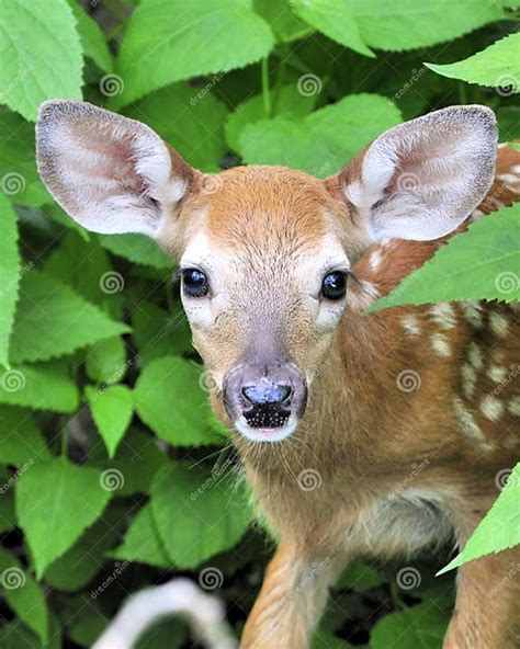 Whitetail Deer Fawn Stock Image Image Of Outdoors Fawn 14812743