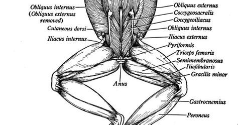 Muscle Structure Mr Toad Structure Pinterest Muscle Structure And