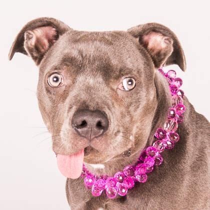 The phs/spca adoption center is located in burlingame, ca in san mateo county. Dogs | Animal shelter, Spca