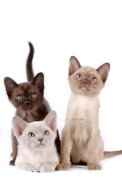 51 Best Beautiful Burmese Cats Images On Pinterest