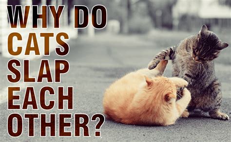 Why Do Cats Slap Each Other Catwiki