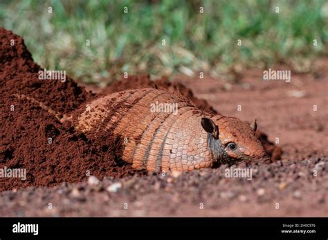 Armadillo Digging