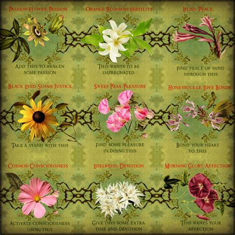 110 michaeltaussig / thelanguageofflowers 7. Divining with the Language of Flowers - CarrieParis ...