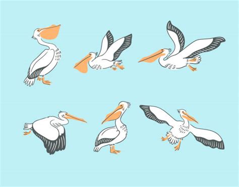 Best Pelican Illustrations Royalty Free Vector Graphics And Clip Art Istock