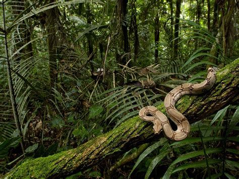 Protected areas in south america like the alto purús national park. Rainforest, What Is That? | Animal Photo