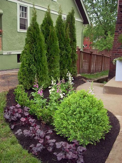 Image Result For Evergreen Shrub For Corner Of House Outdoor Gardens