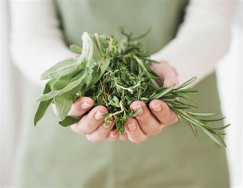 6 Medicinal Herbs You Can Grow Herbs Medicinal Herbs Herbalism