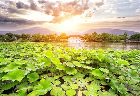 Hangzhou Tours Private Trips West Lake And Tea Culture