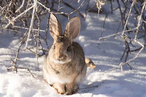 What To Feed Wild Rabbits In Winter