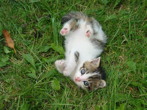 Filestray Kitten Rambo001 Wikimedia Commons