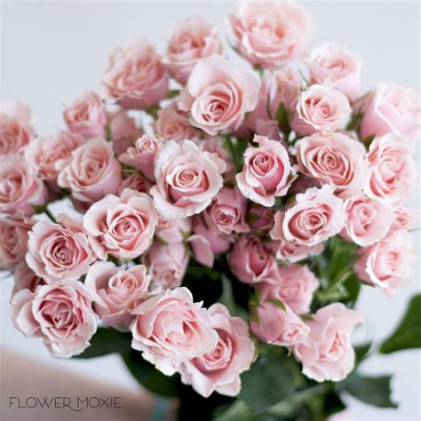 Light Pink Spray Rose Flower Diy Wedding Flowers Flower Moxie Diy