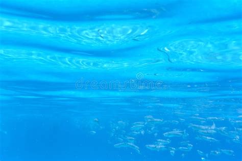 A Flock Of Fish In Shallow Water In The Clear Blue Water Of The Aegean