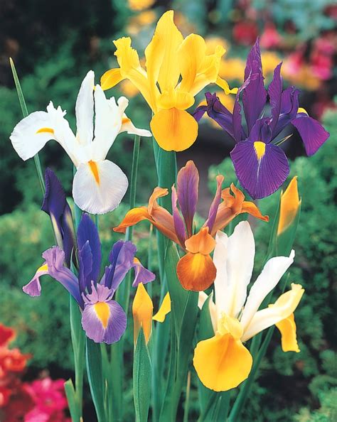 Mixed Dutch Iris Beauty Plants Bulbs And Seeds At