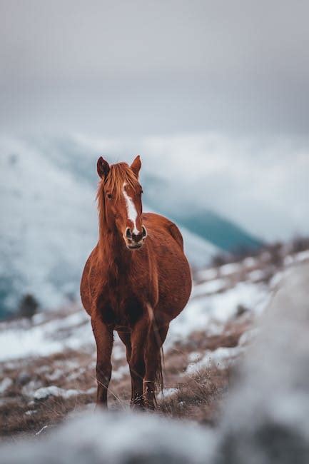 4000 Best Horse Photos · 100 Free Download · Pexels Stock Photos