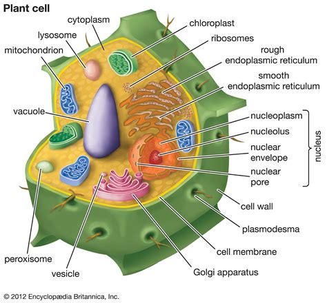 Specific name of animal cell/tissue. cell wall | Description, Properties, Components ...