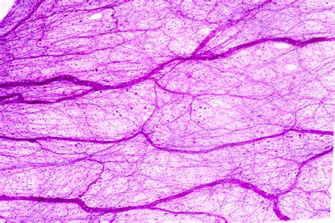 Areolar Connective Tissue Lm Photograph By Science Stock Photography