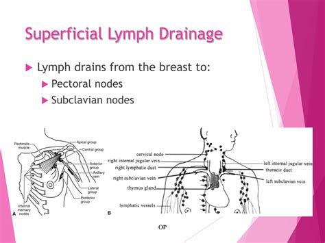 Ppt Anatomy Physiology And Pathology Of The Breast Powerpoint