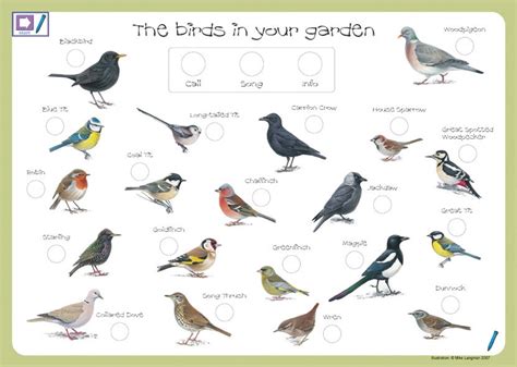 British Birds Identification Bird Identification Bird