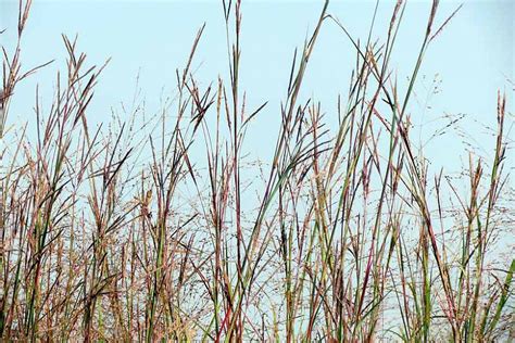 Recommended Native Grasses For South Carolina