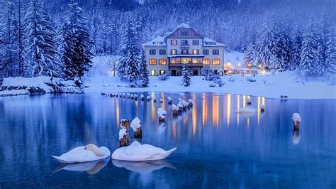 Hd Wallpaper Swans Blue Hour Winter House Mansion Snow Forest