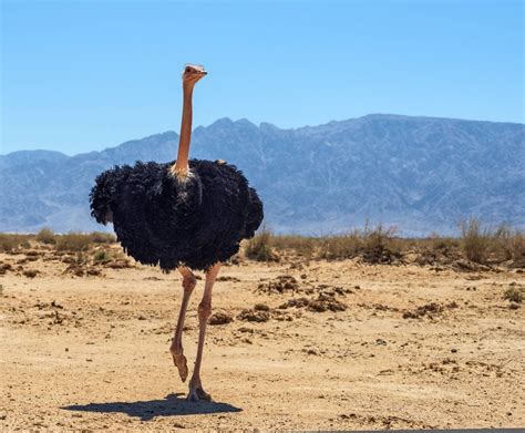 5 Types Of Ostrich And Ostrich Subspecies With Pictures Pet Keen