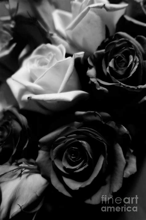 Beautiful Black And White Roses Photograph By Tara Shalton Pixels