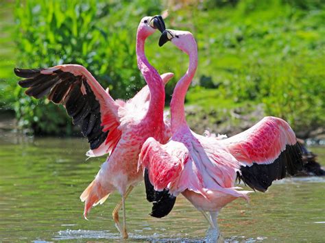 animal birds flamingos love foreplay hd desktop wallpaper wallpaperscom
