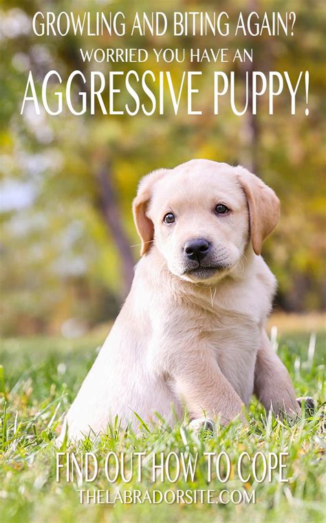 Mother dogs are also extremely protective of their puppies and may become hostile toward anyone who goes near them. Aggressive Puppy - How To Recognize And Treat Puppy Aggression
