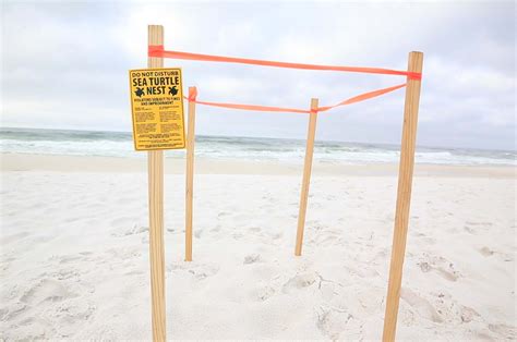 Sea Turtle Nesting Season Begins In Destin Fort Walton Beach Heres