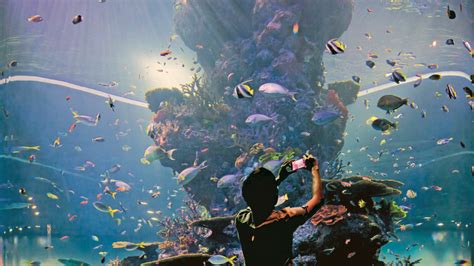 Sea Aquarium At Resorts World Sentosa Things To Do In Sentosa Singapore