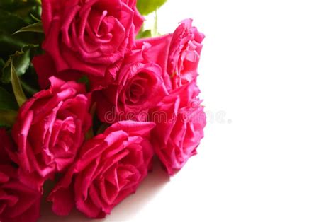 Bouquet Of Pink Roses Isolated On White Stock Photo Image Of Love