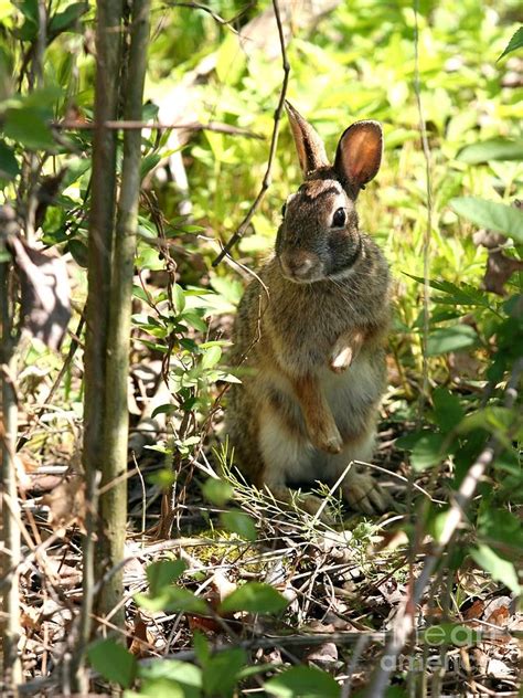 Eastern Cottontail Rabbit Photograph By Jack R Brock Fine Art America