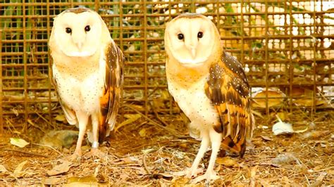 Australian Eastern Grass Owls Youtube