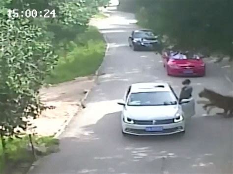 G1 Tigres atacam e matam uma mulher em um zoológico da China