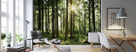 Forests And Woodlands High Quality Wall Murals Photowall