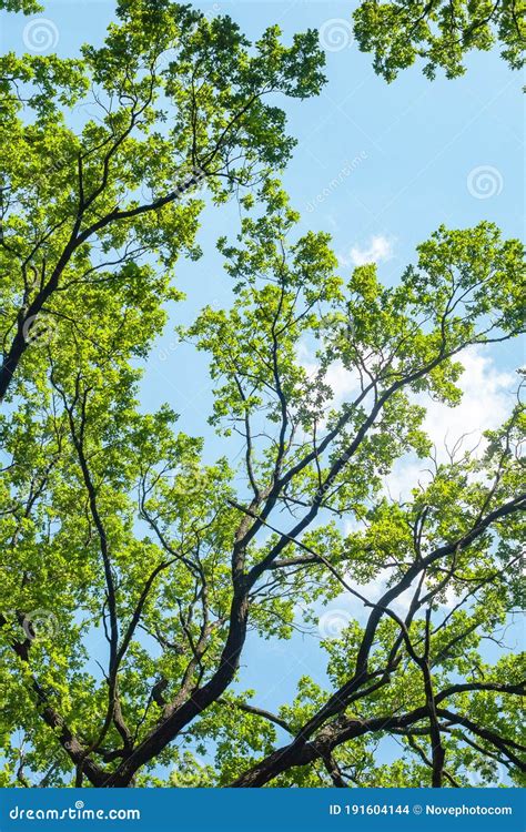 Bottom View Of The Crowns Of Tall Trees Against The Blue Sky Abstract