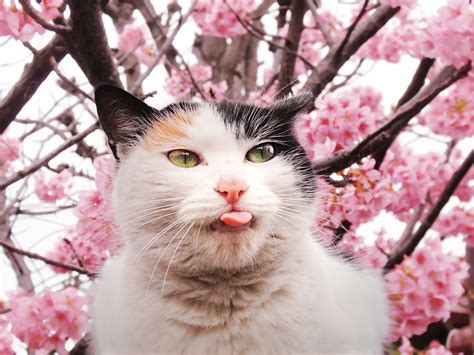 Sakura Cat Tanakawho Flickr