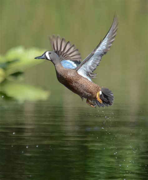 Blue Winged Teal Blue Winged Teal Teal Drake Dabbling Duck
