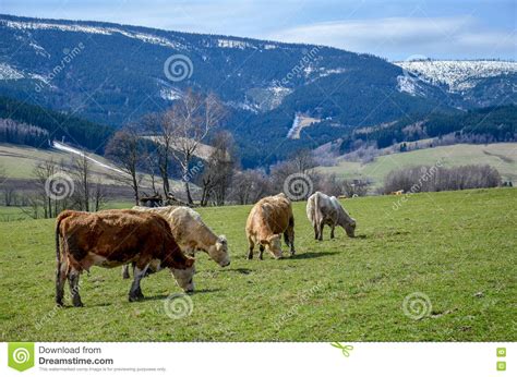 Cows Grazing On The Green Grass With Mountains Behind Stock Image