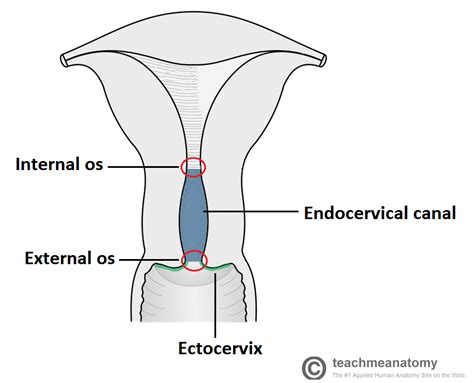 Cervical Ectropion