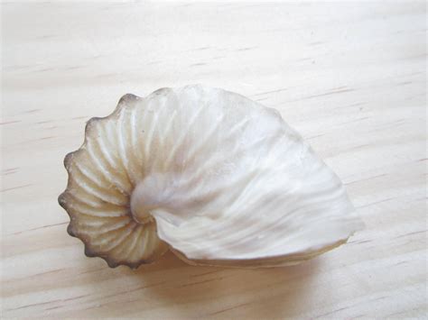 Paper Nautilus Brown Argonauta Nodosa Rare Etsy