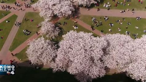 Watch Drone 4 Captures Uw Cherry Blossoms In Full Bloom