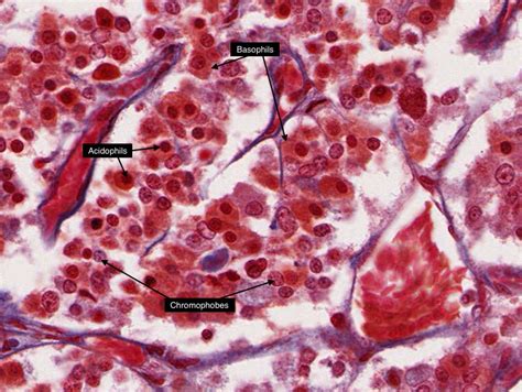 Histology Of Pituitary Gland