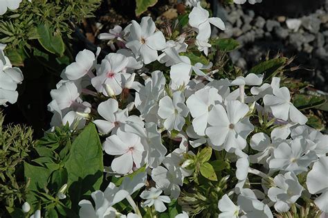 White Flame Garden Phlox Phlox Paniculata White Flame In Inver