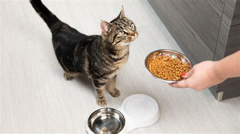 Feeding Your Cat A Guide To Picking The Right Food Fr8 Pals