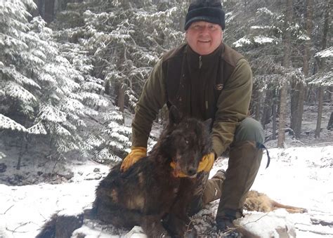 A Guided Wolf Trapping First Montana Hunting And Fishing Information