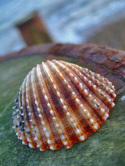 360 Sea Shells And Coral Ideas In 2021 Sea Shells Shells She Sells